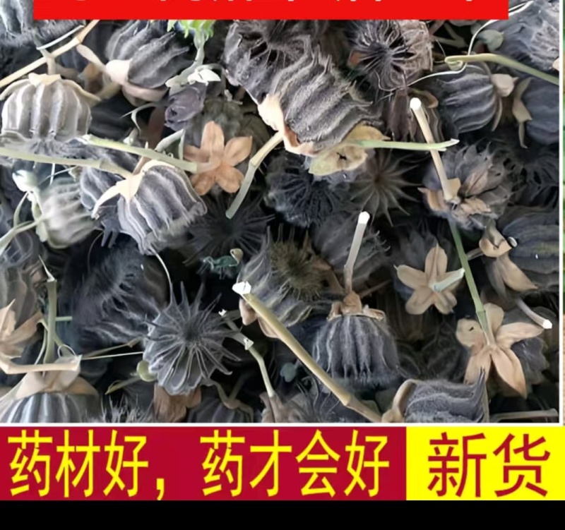 野生茼麻子