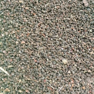 野生茼麻子