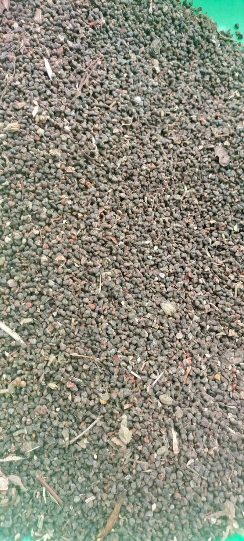野生茼麻子