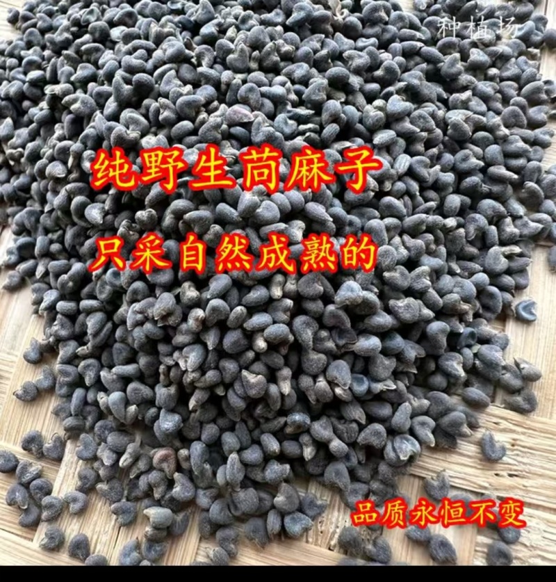 野生茼麻子