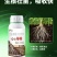 生根壮苗剂生根液生根粉移栽扦插灌根果树园林花卉蔬菜通用