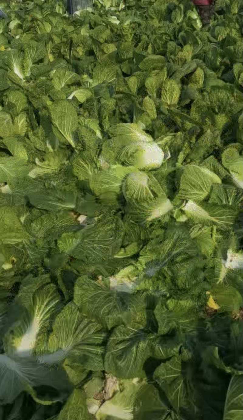 湖南汉寿县黄心大白菜，产地一手货源，量大优惠