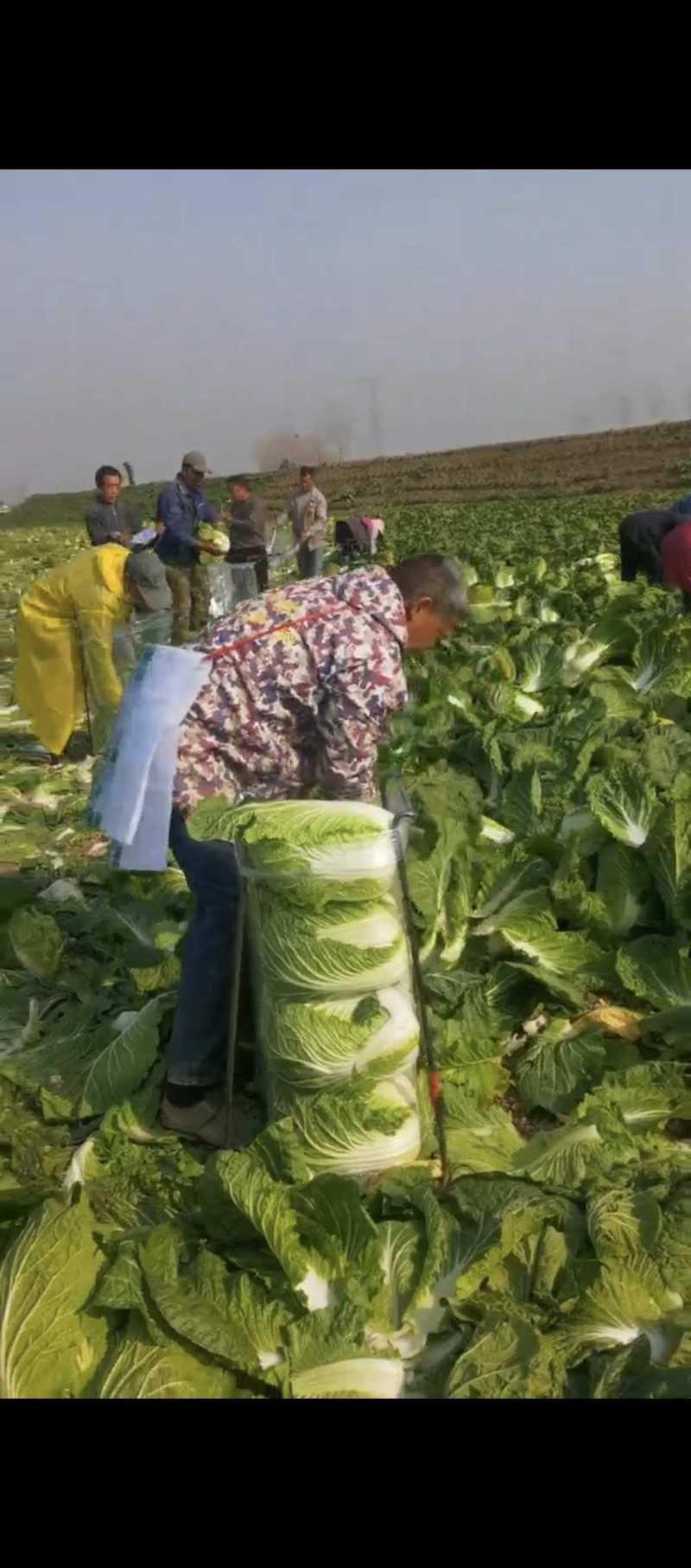 湖南汉寿县黄心大白菜，产地一手货源，量大优惠
