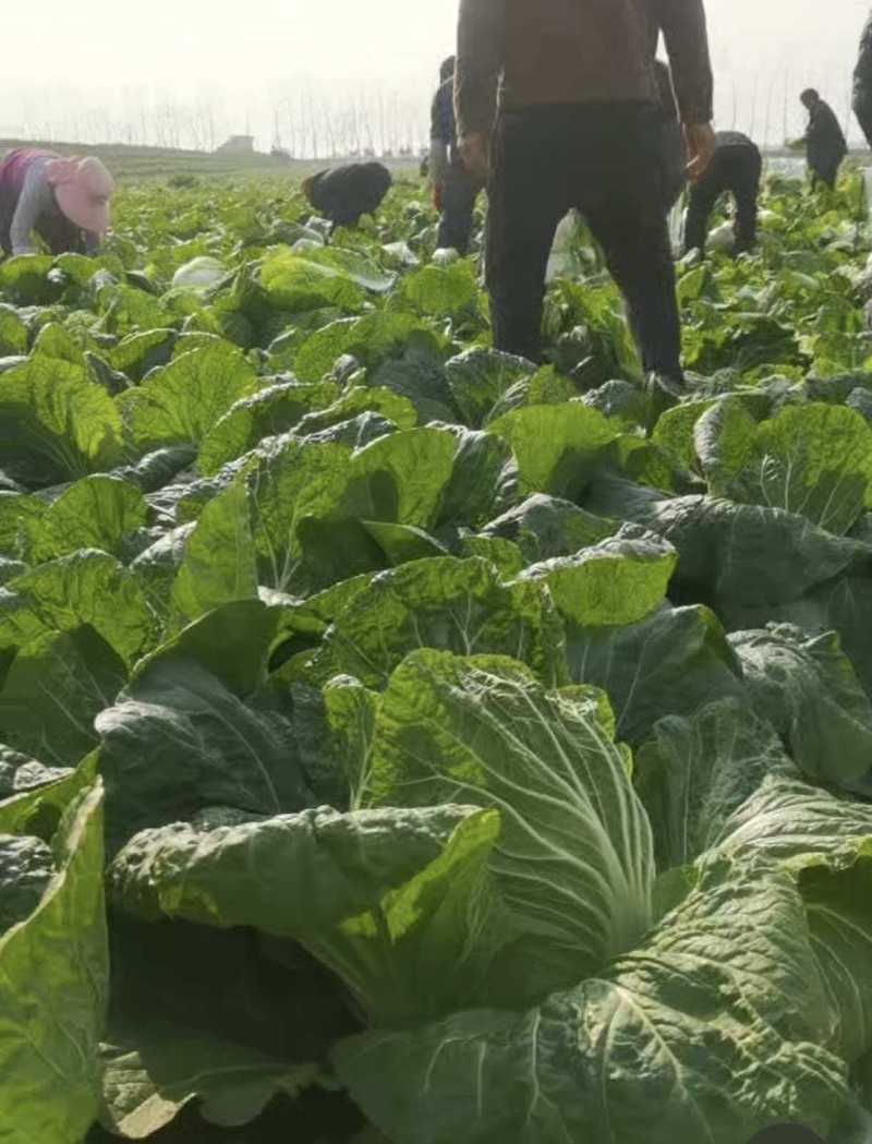 湖南汉寿县黄心大白菜，产地一手货源，量大优惠