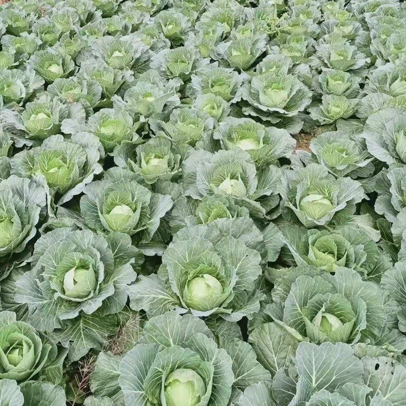 湖南汉寿县包菜，产地一手货源量大优惠，欢迎合作