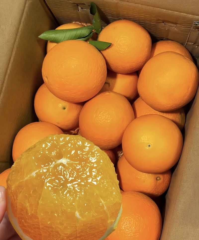 秭归纽荷尔脐橙大量有货现摘现发品质优可视频看货欢迎咨询来