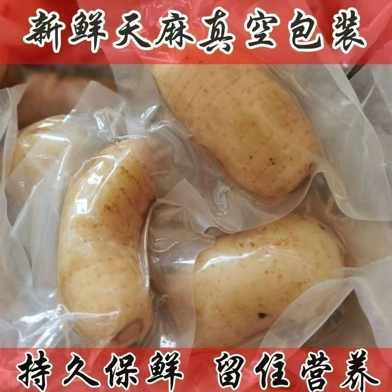 长沙天麻新鲜上市品质上乘滋补**
