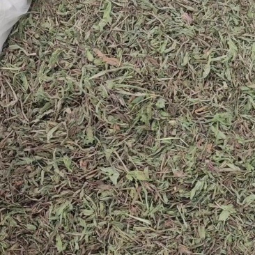 中药材草药蒲公英