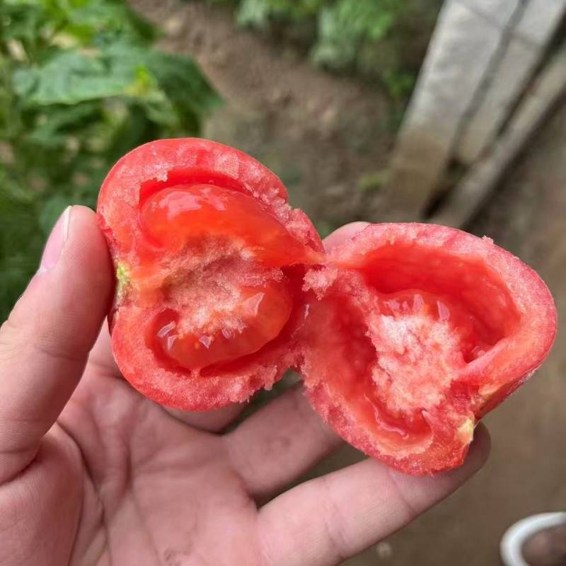 江苏连云港硬粉沙瓤西红柿大量接单产地直发