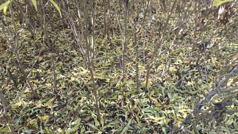 山桃苗，有几万棵0.8-5公分原生苗，嫁接造林专用