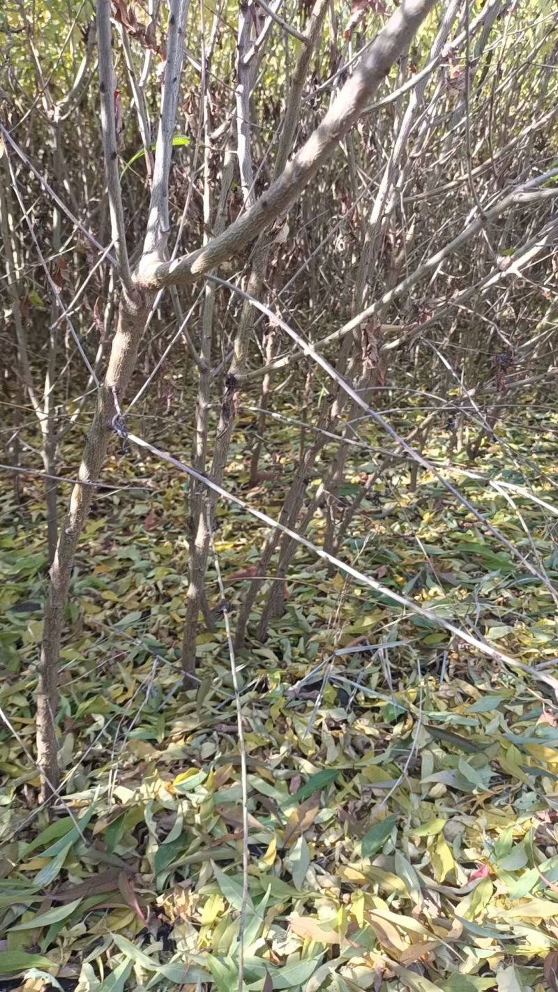 山桃苗，有几万棵0.8-5公分原生苗，嫁接造林专用