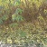山桃苗，有几万棵0.8-5公分原生苗，嫁接造林专用