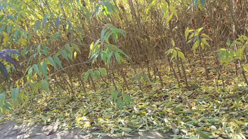 山桃苗，有几万棵0.8-5公分原生苗，嫁接造林专用