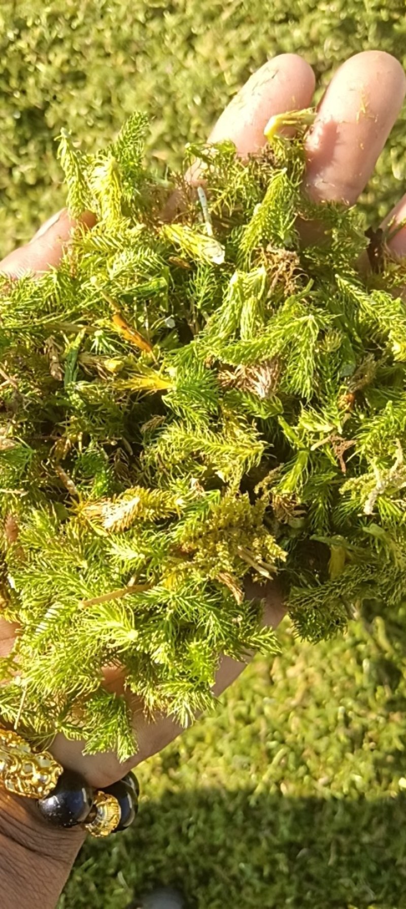 伸筋草干货