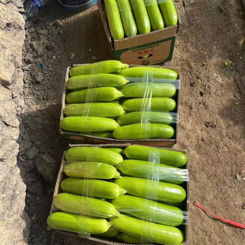 【推荐】江苏连云港西葫芦大量接单产地直发量大从优