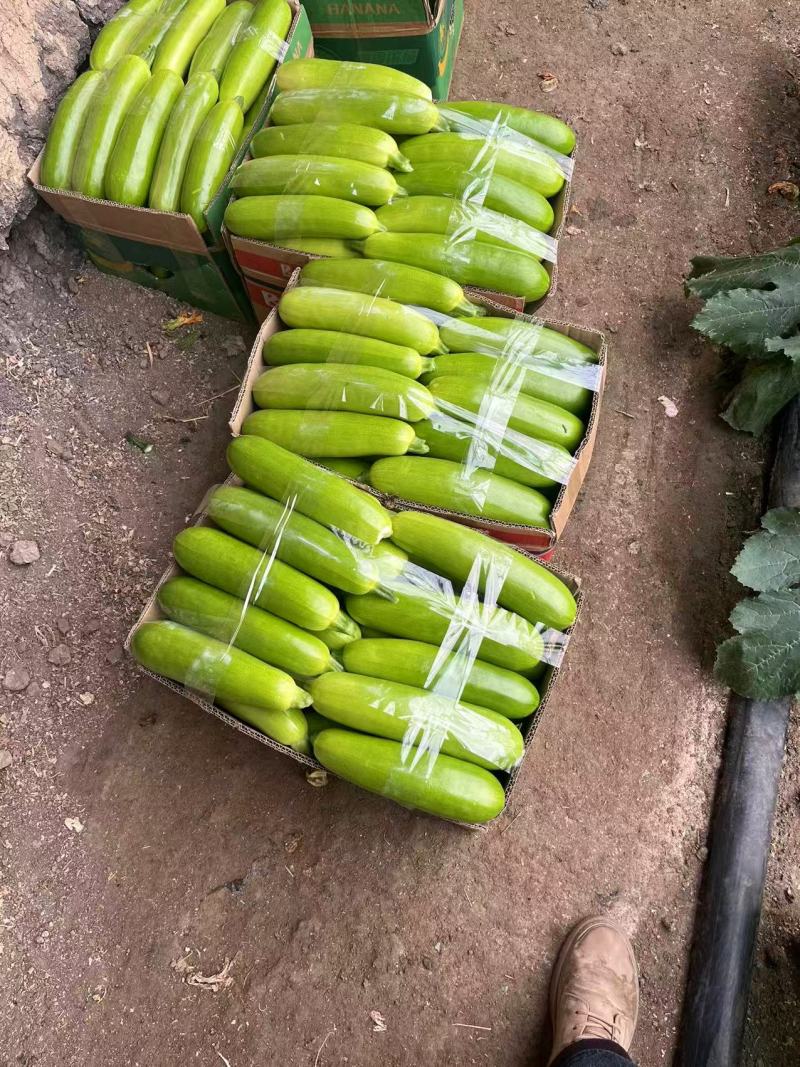 【推荐】江苏连云港西葫芦大量接单产地直发量大从优