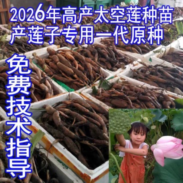 浅水藕食用藕种藕苗太空莲36号高产莲子池塘稻田盆养种植深