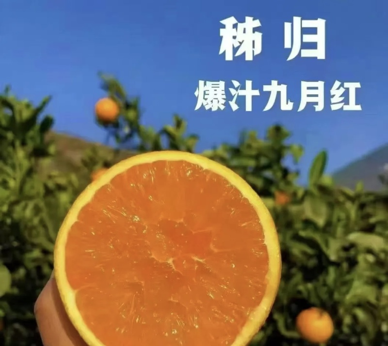 九月红果冻橙大量有货基地直供品质优可视频看货欢迎咨询来电