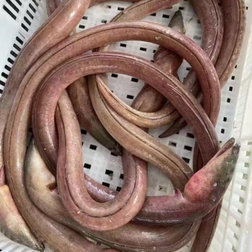 土龙食蟹波露豆齿鳗帆鳍鳗青骨鼓头钻海钓新鲜活冻虎鳗花