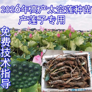 太空莲36号莲子种苗建宁广昌白莲湘莲莲子莲藕种苗产莲红花