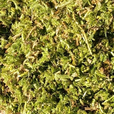伸筋草干货