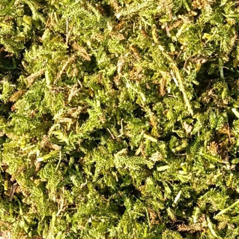 伸筋草干货