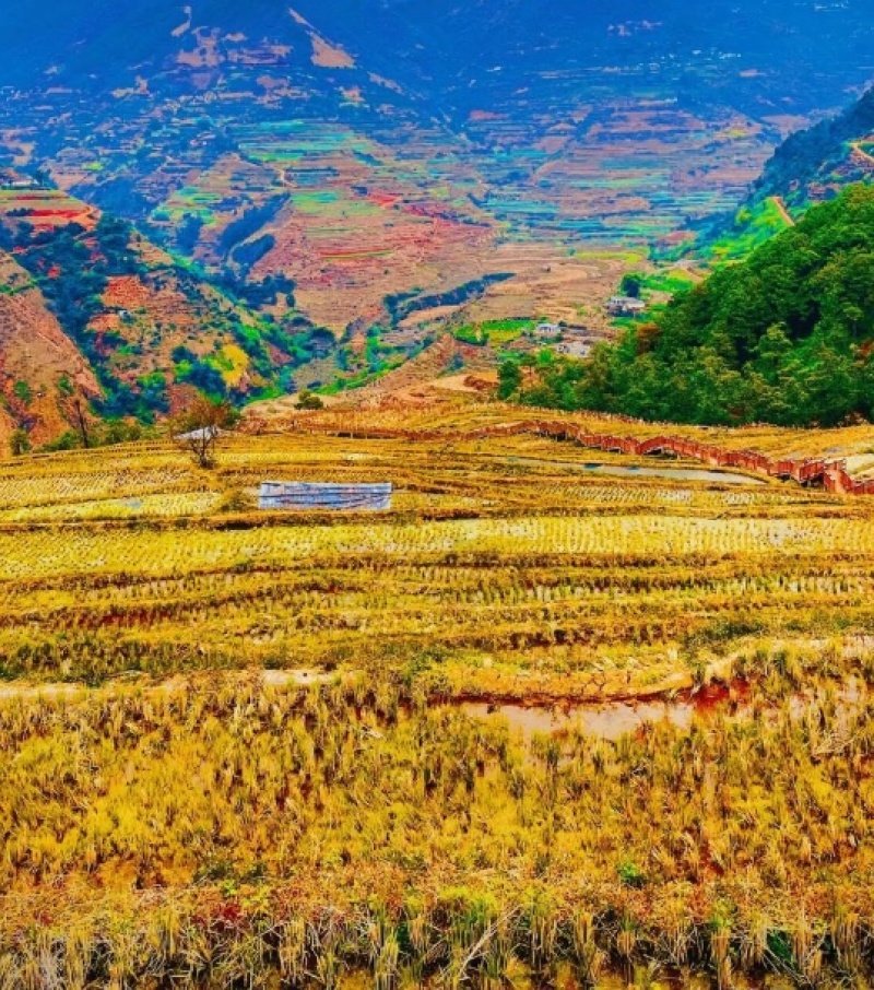 自家种植高山大米，产地直销，25年新米，先碾现发