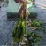 海菜花苗“水性杨花苗”