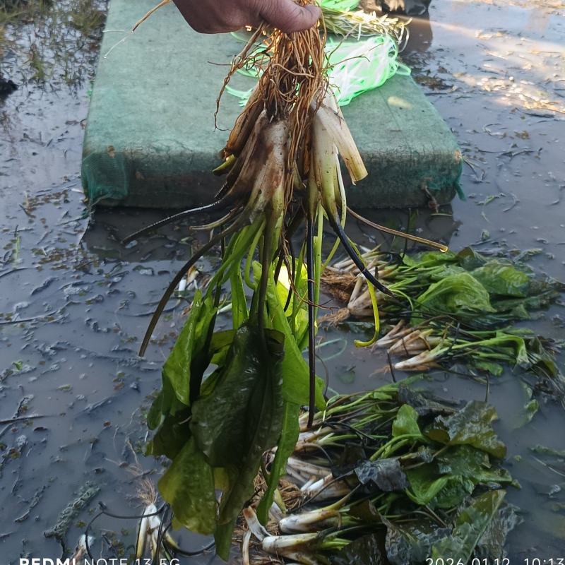 海菜花苗“水性杨花苗”