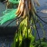 海菜花苗“水性杨花苗”