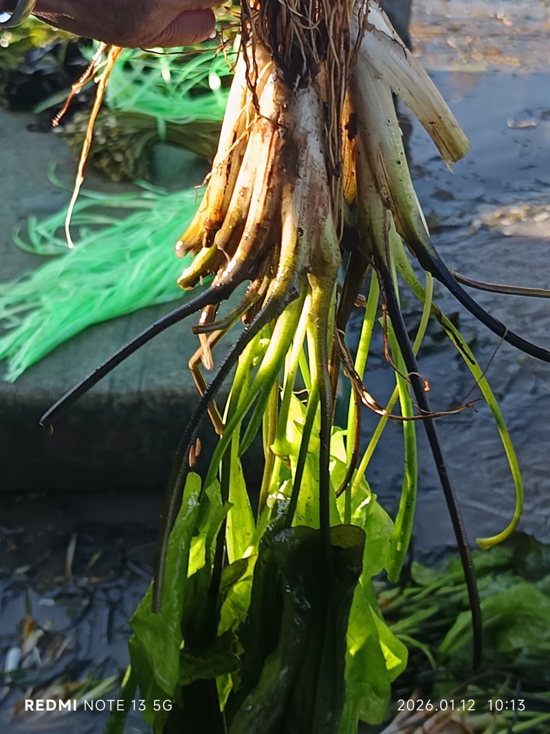 海菜花苗“水性杨花苗”