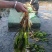 海菜花苗“水性杨花苗”