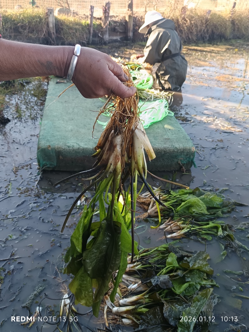 海菜花苗“水性杨花苗”