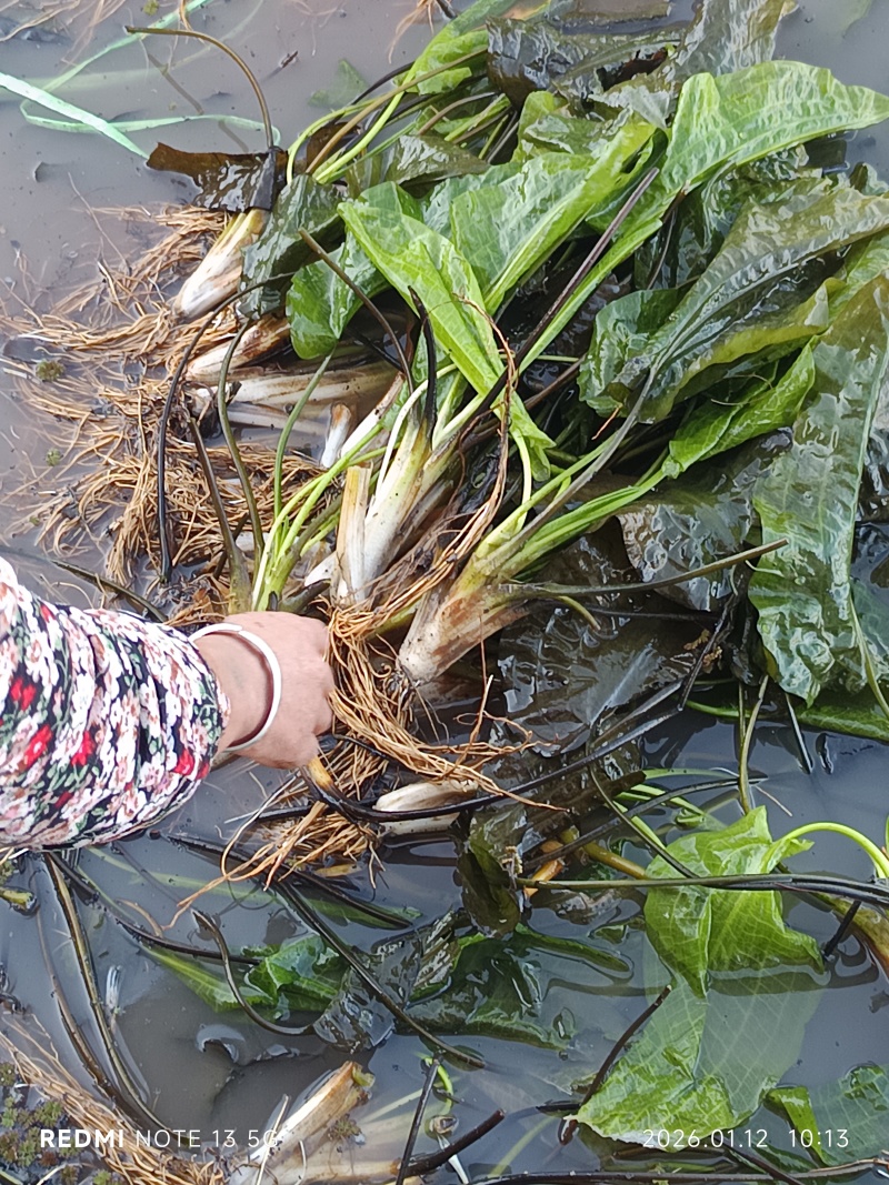 海菜花苗“水性杨花苗”