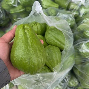 云南精品佛手瓜品质保证货源充足产地装车量大从优