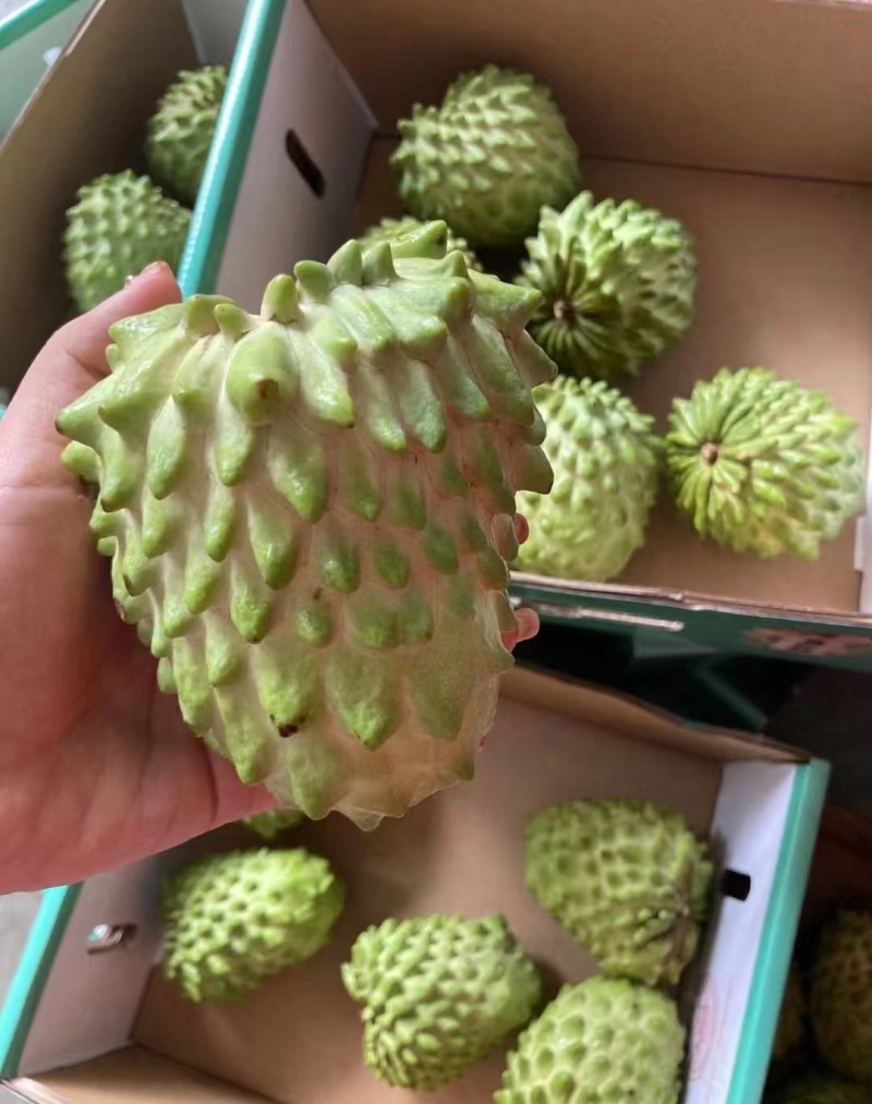 凤梨释迦果