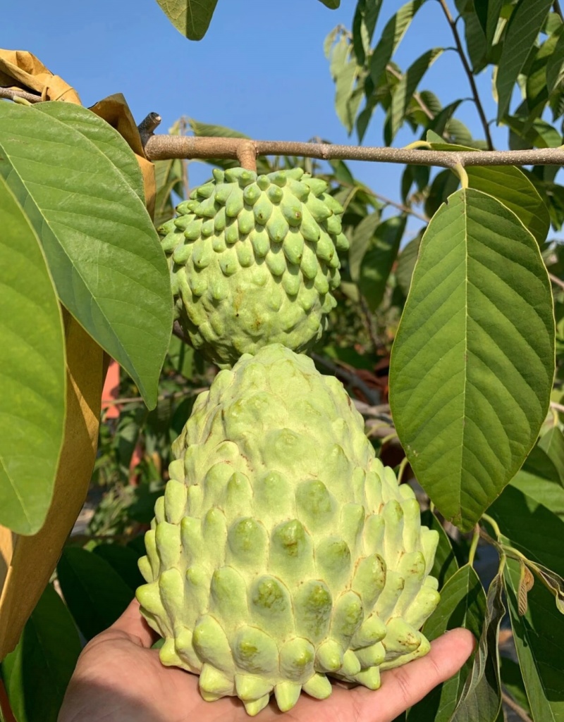 凤梨释迦果