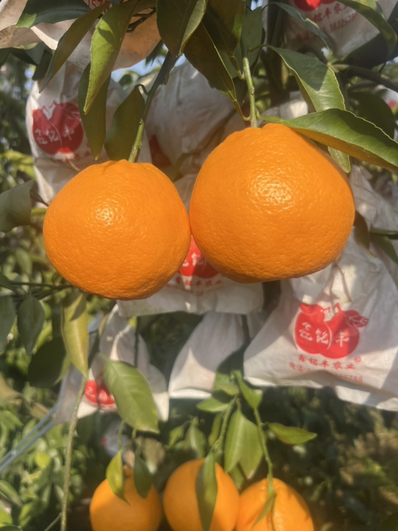 四川耙耙柑，春见耙耙柑，精品耙耙柑，纯甜耙耙柑