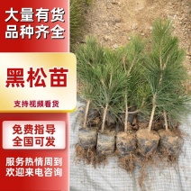 黑松黑松苗黑松小苗1米黑松营养杯基地直发诚信经营