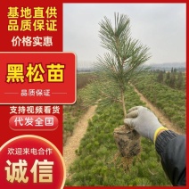 黑松苗黑松小苗黑松80公分高山东黑松黑松基地