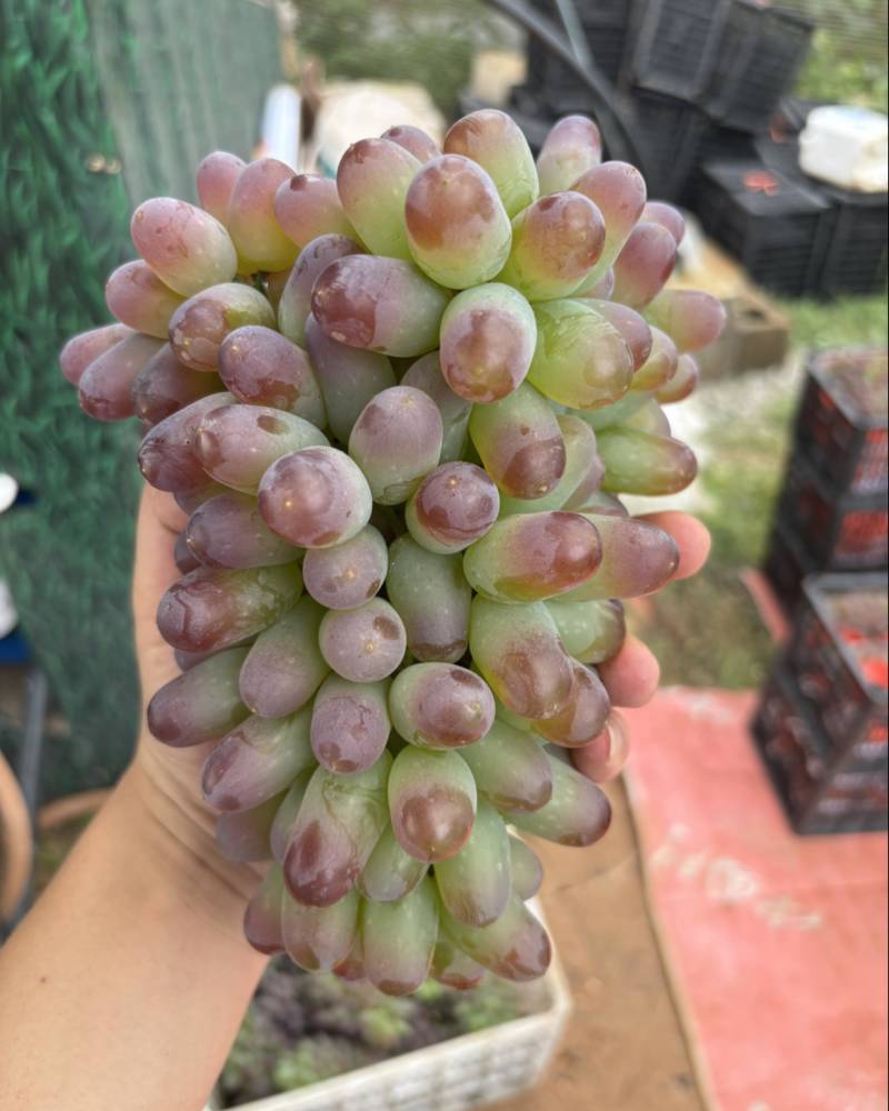 云南弥勒茉莉香葡萄