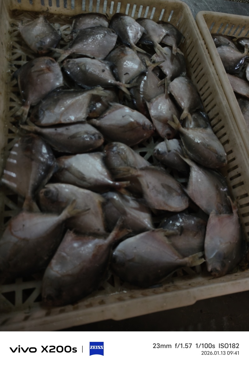 鲳鱼银鲳鱼白鲳鱼东海产地直供一手货源一件代发包邮