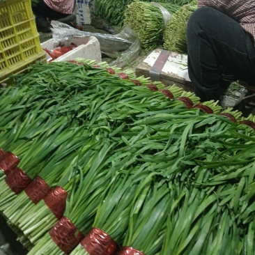 山东寿光头茬精品韭菜