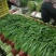 山东寿光头茬精品韭菜