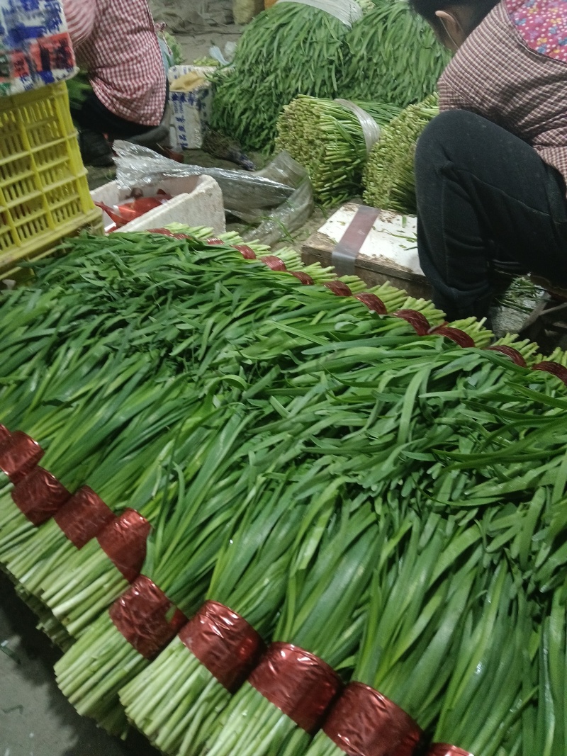山东寿光头茬精品韭菜