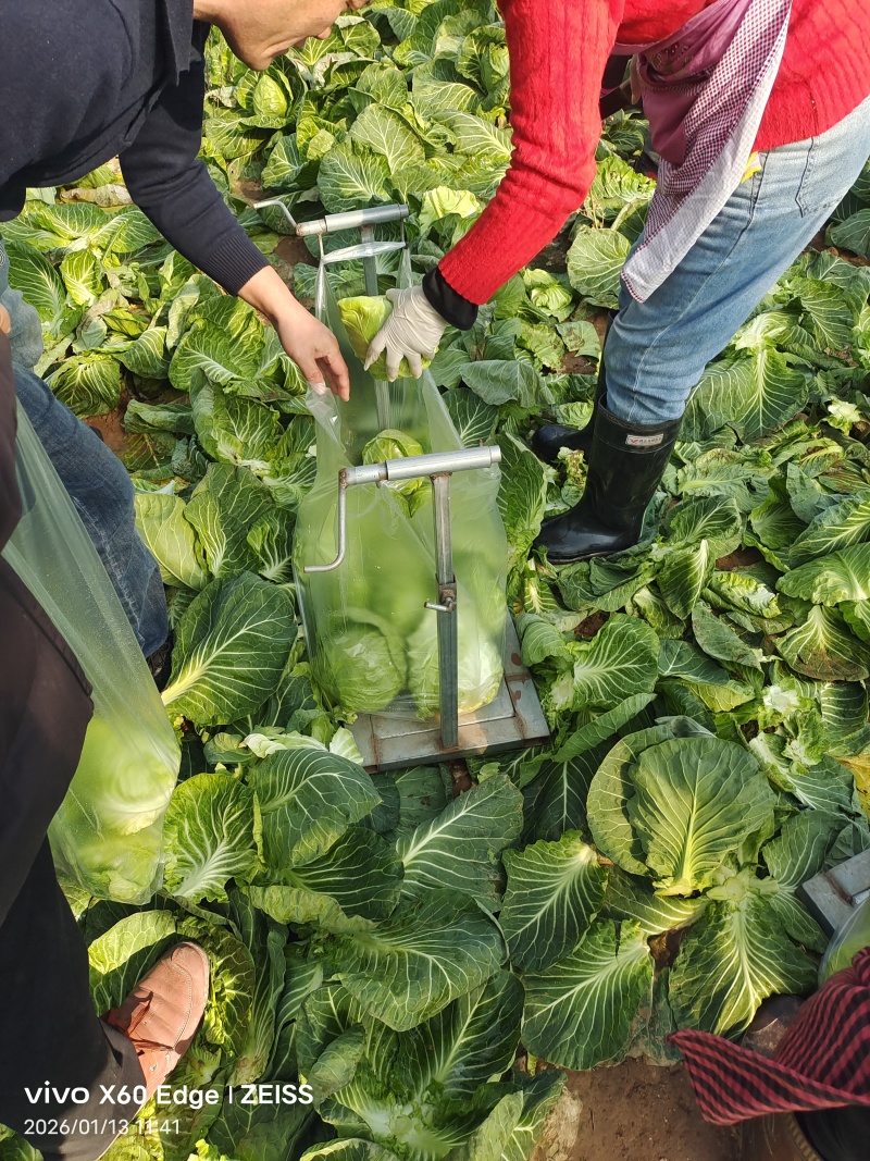 泰安牛心甘蓝新鲜多汁鲜嫩翠绿接批发电商商超