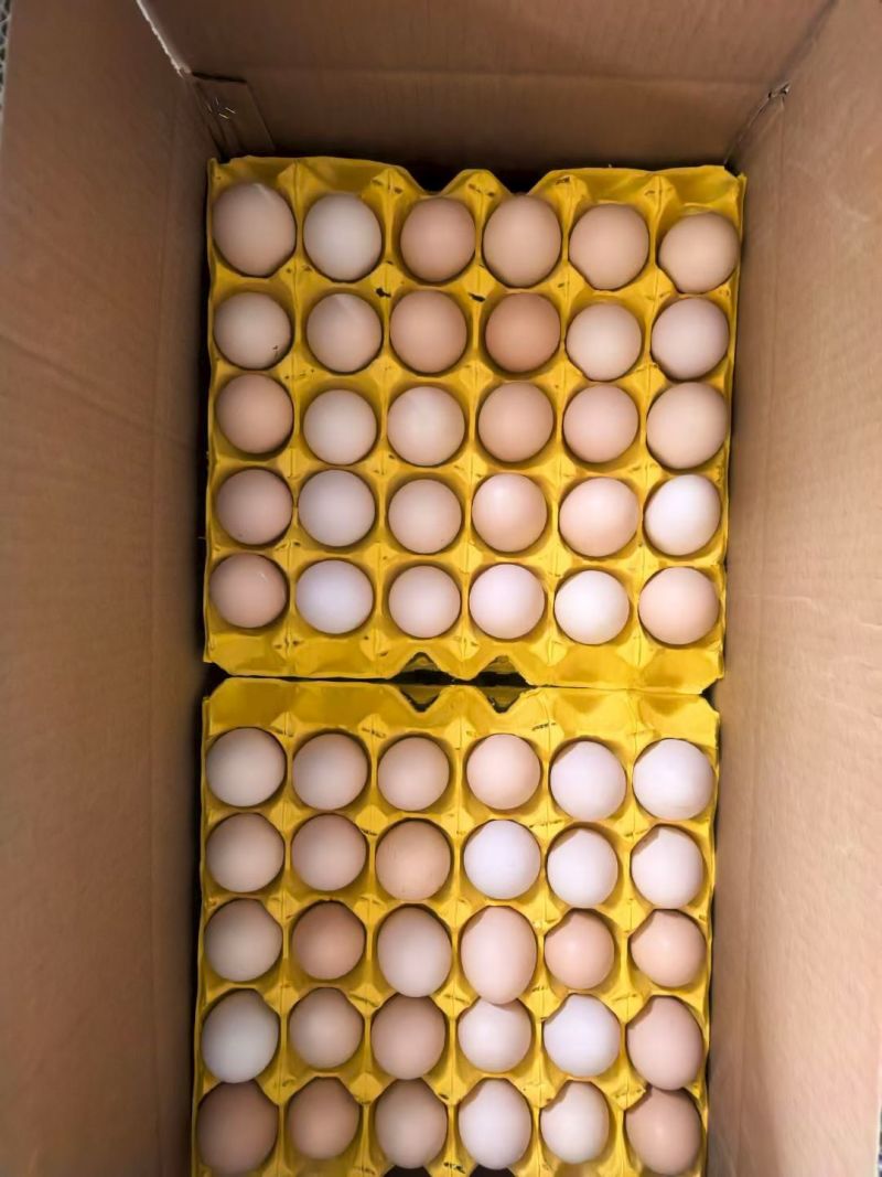 专业鸡蛋供应链，量大质好，稳定供应