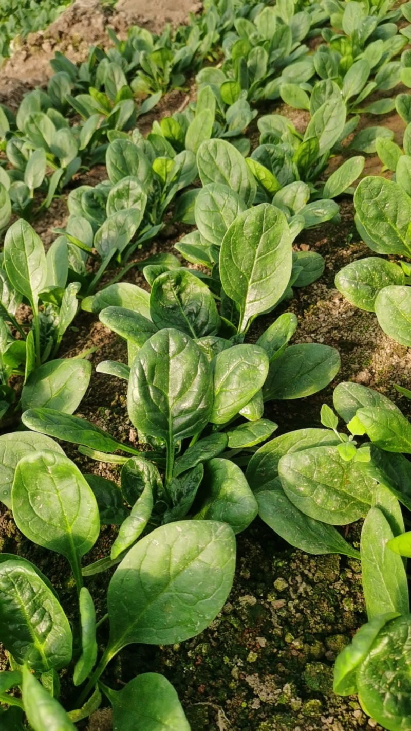 趴地菠菜
