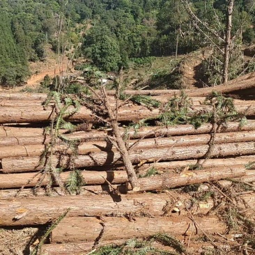 杉树杂木