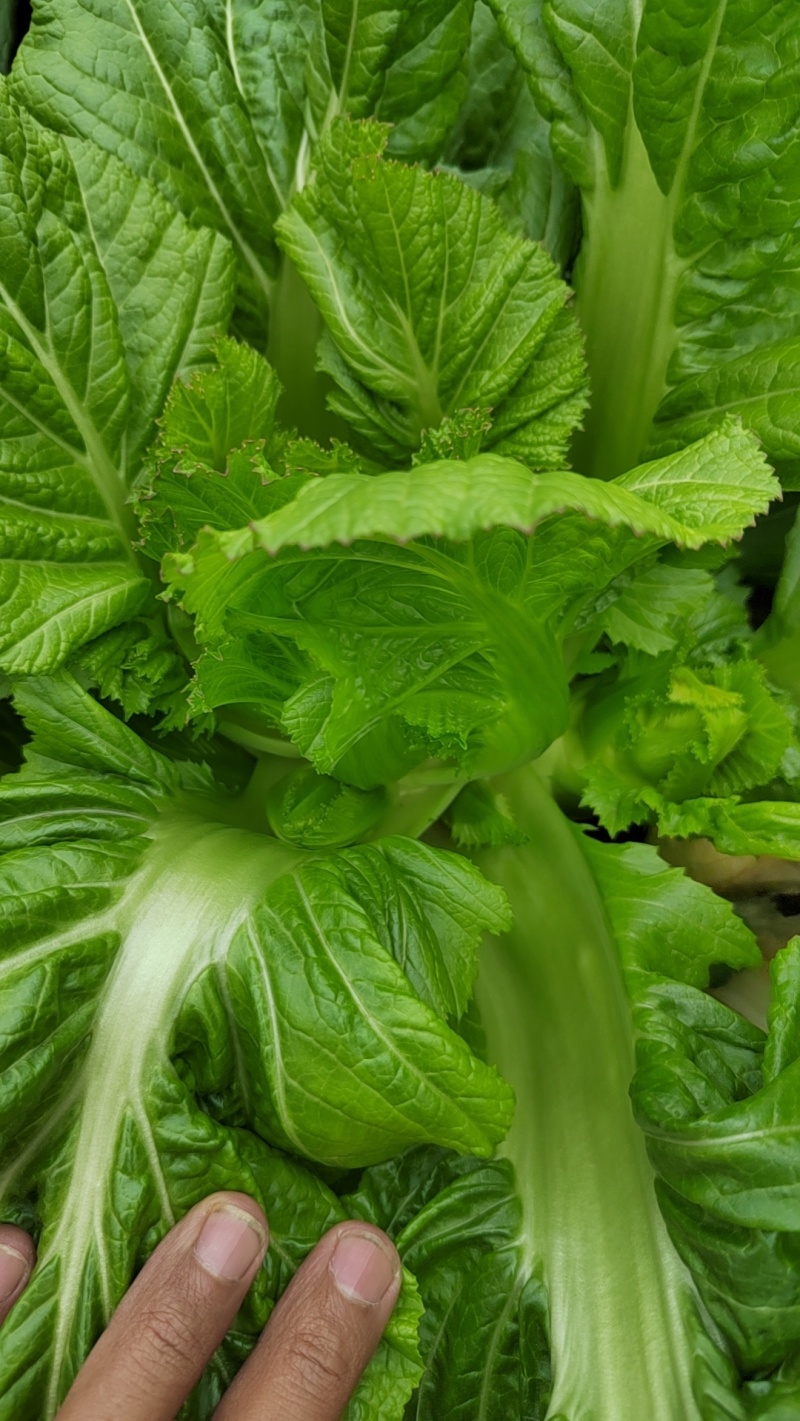 贵州兴义儿菜大量上市